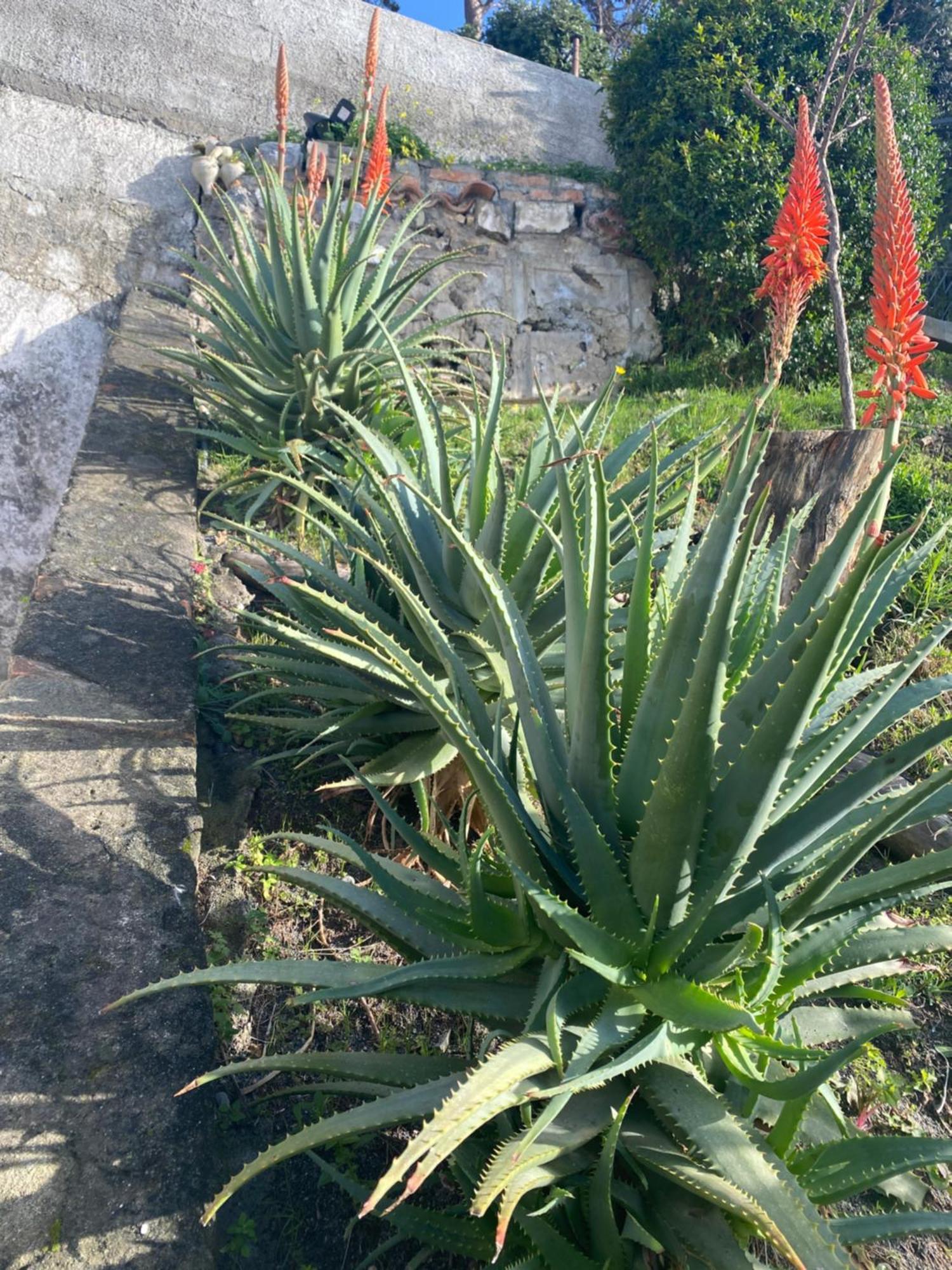 B&B Villa La Petra San Nicola Arcella Zewnętrze zdjęcie
